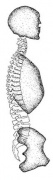 vocal skeletal cylinder side